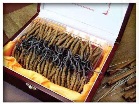 嘉善冬虫夏草回收